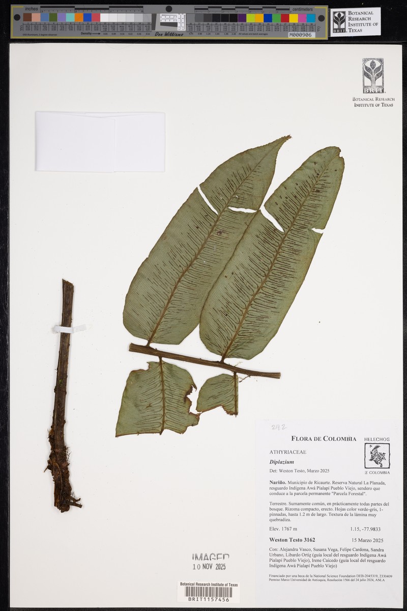 Diplazium trianae photo 5