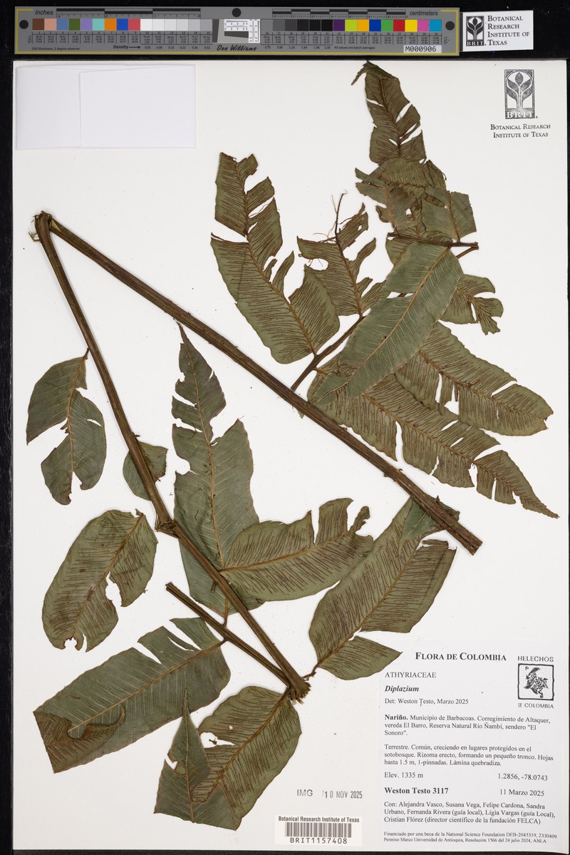 Diplazium trianae photo 6