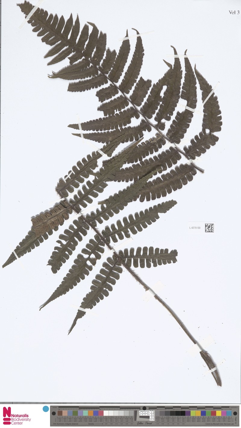 Diplazium tricholepis