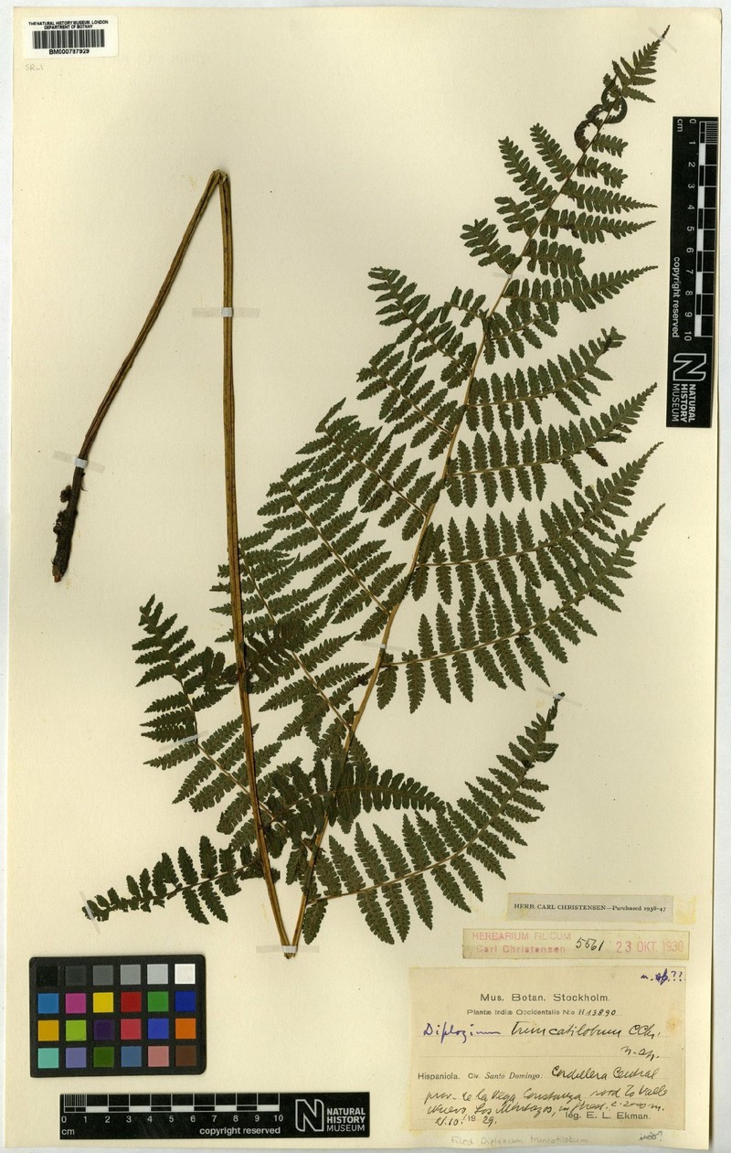 Diplazium truncatilobum photo 2