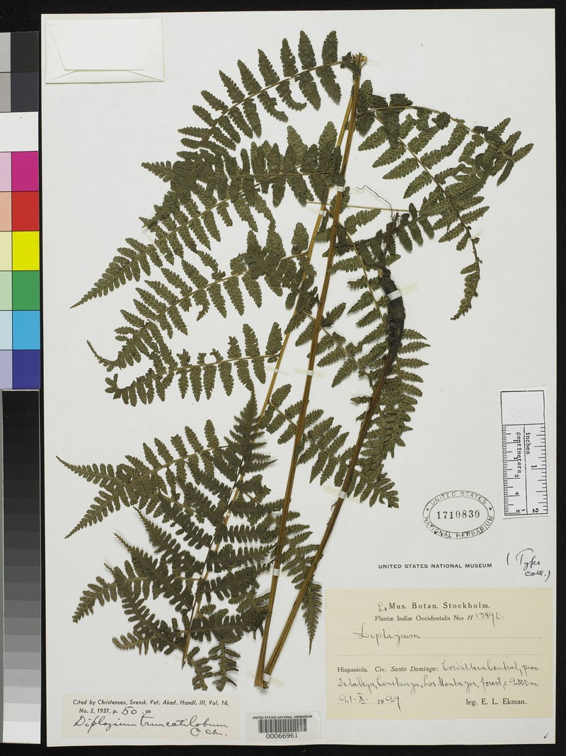 Diplazium truncatilobum