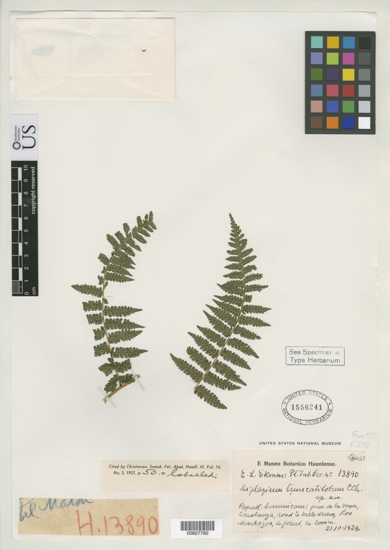 Diplazium truncatilobum photo 3