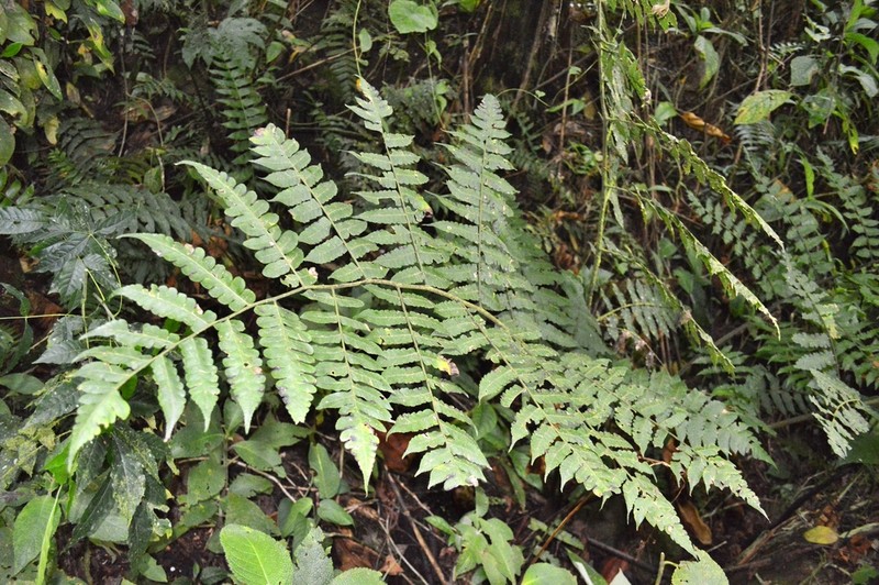 Diplazium tungurahuae
