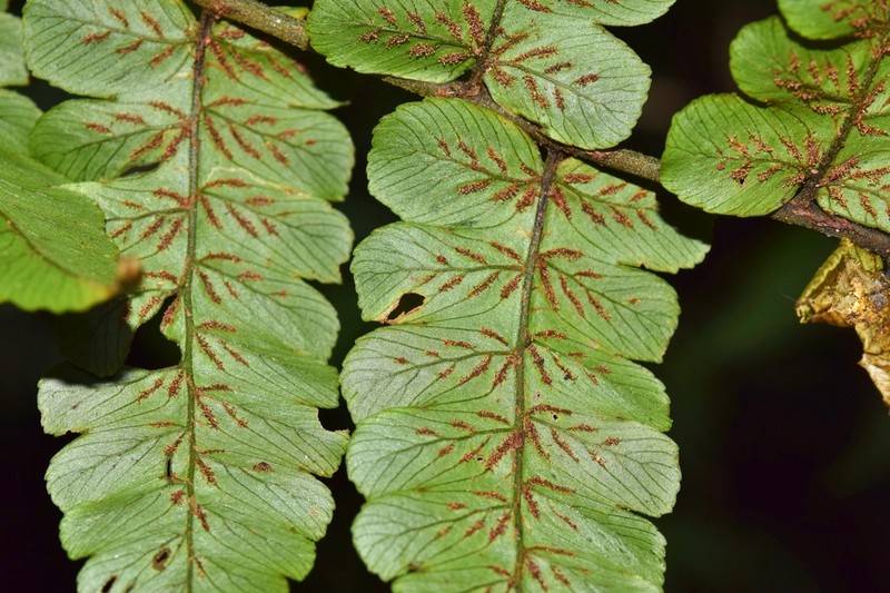 Diplazium tungurahuae photo 2
