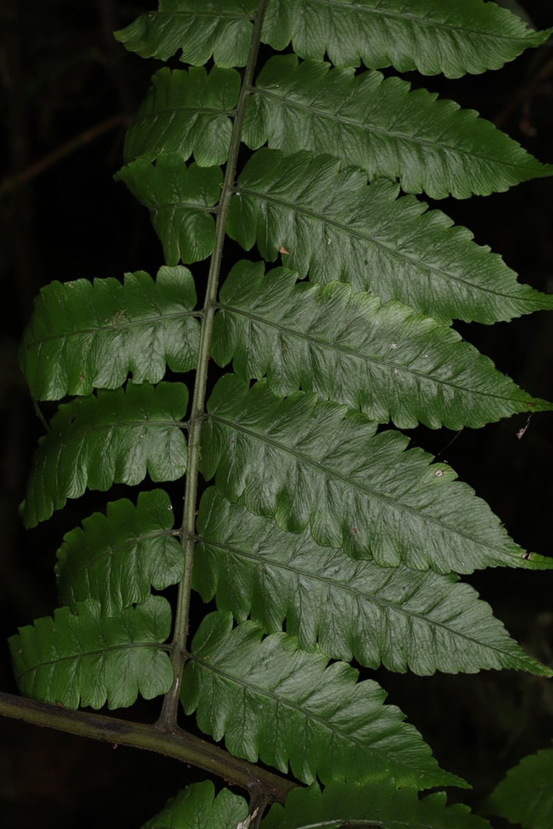 Diplazium tungurahuae photo 3