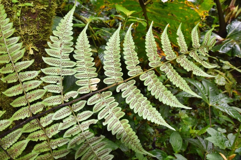 Diplazium tungurahuae photo 4