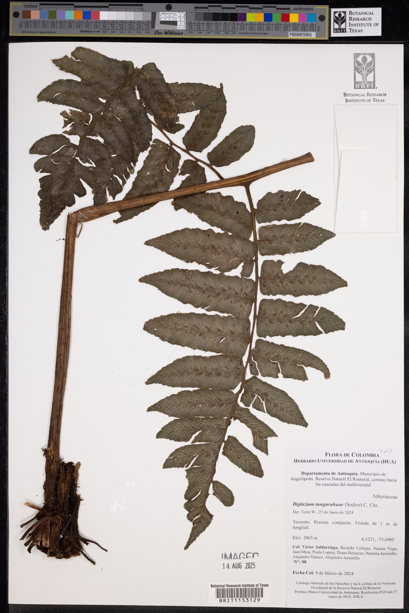 Diplazium tungurahuae photo 5