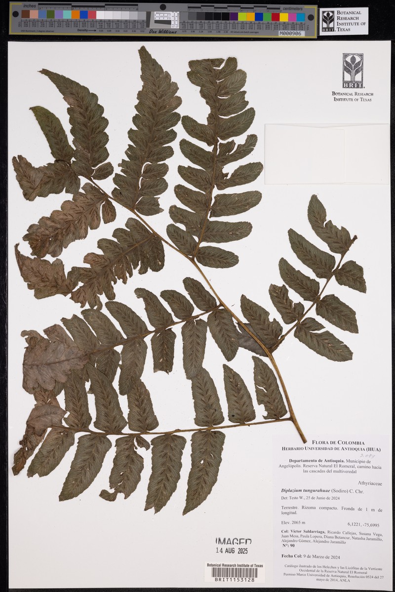Diplazium tungurahuae photo 6