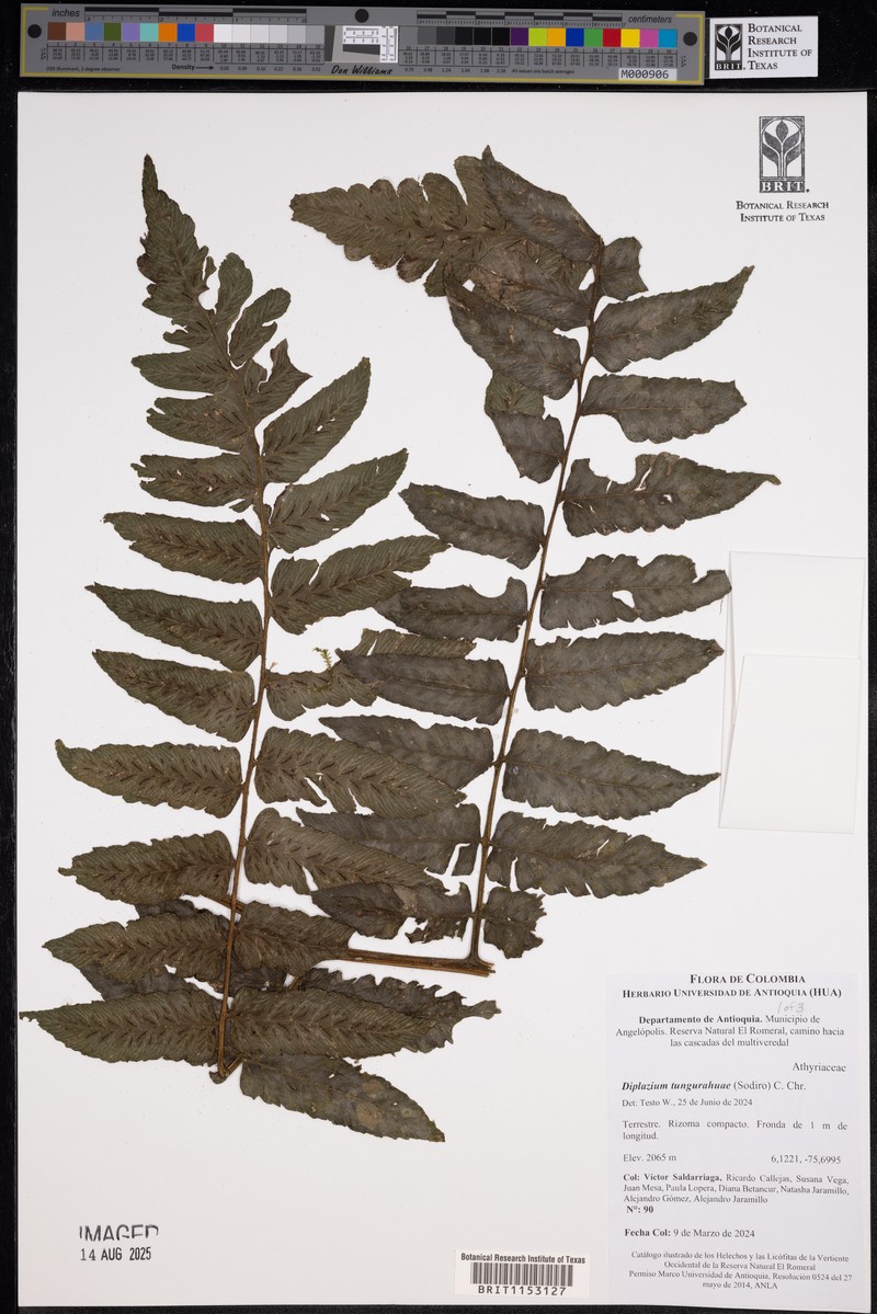 Diplazium tungurahuae photo 7