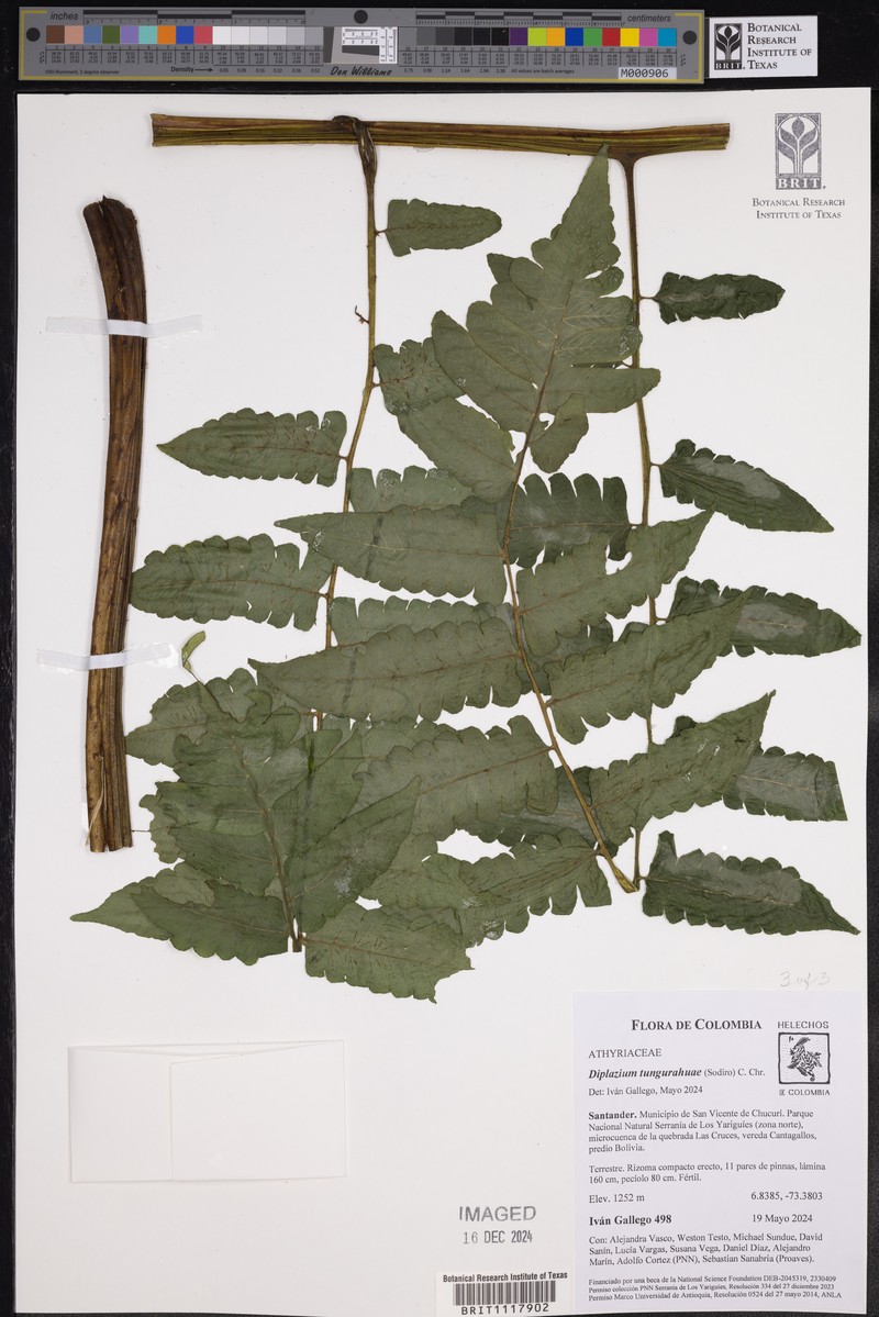 Diplazium tungurahuae photo 8