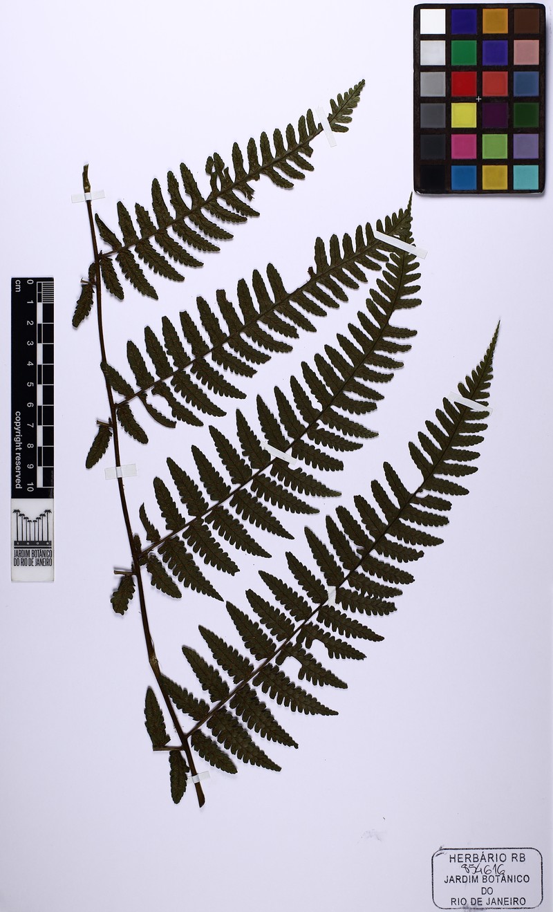 Diplazium turgidum