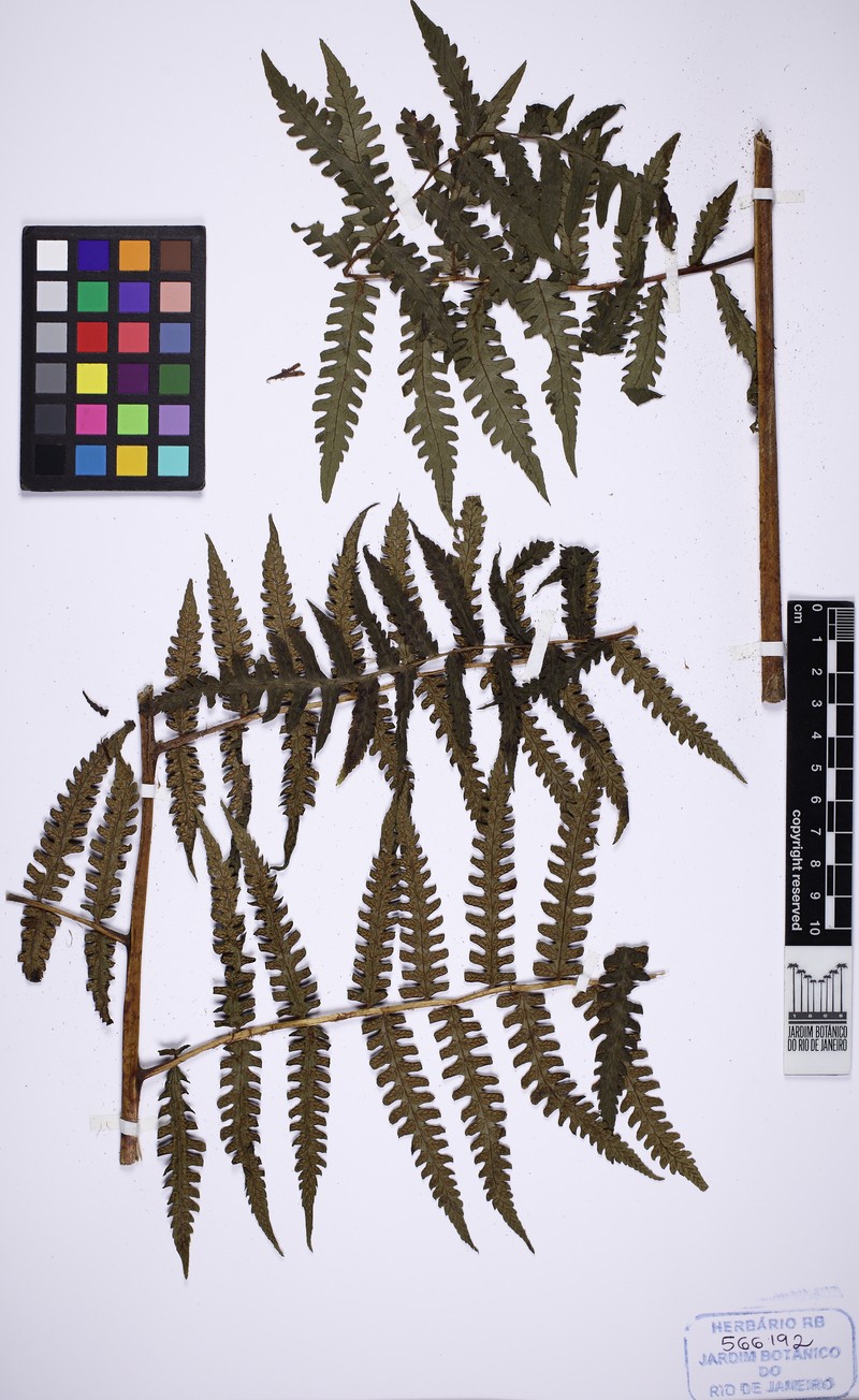 Diplazium turgidum photo 2