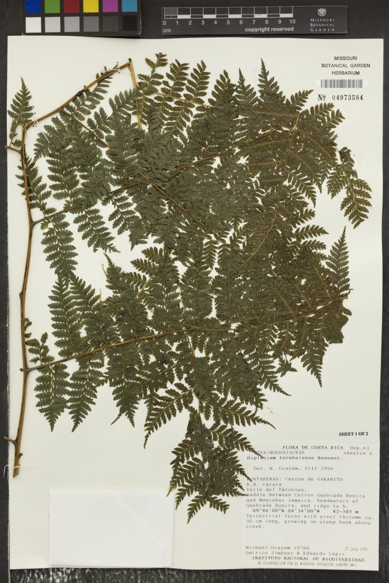 Diplazium turubalense photo 3