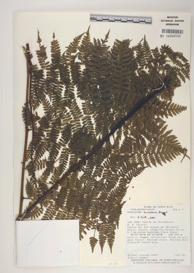 Diplazium turubalense photo 4