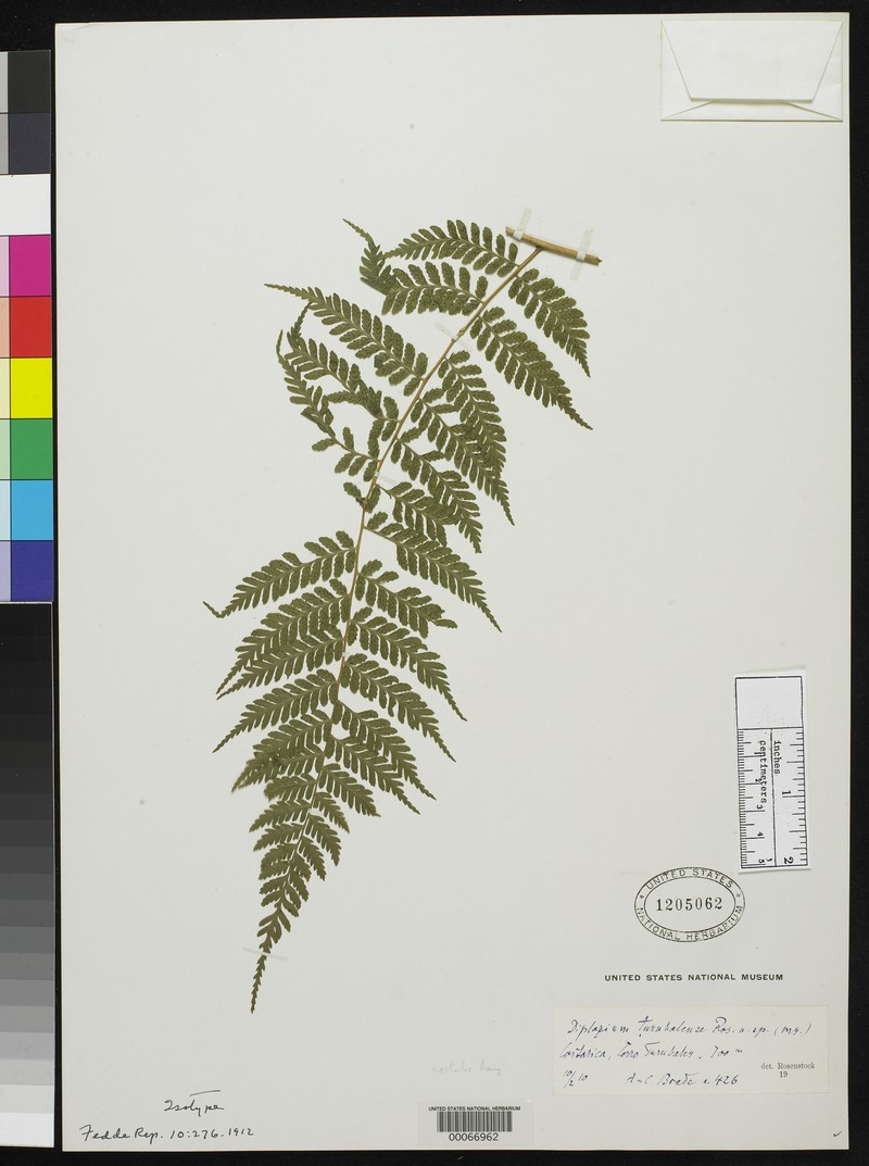 Diplazium turubalense