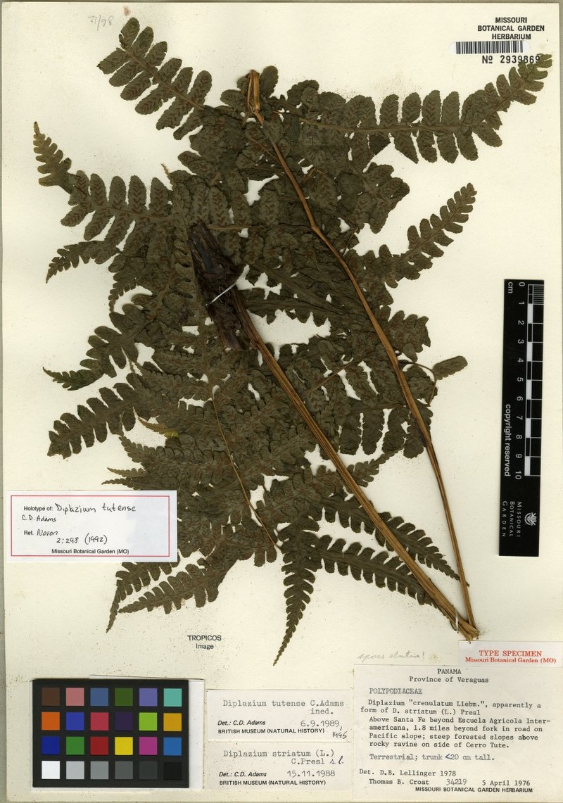 Diplazium tutense