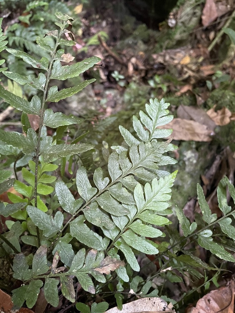 Singlelobe Twinsorus Fern