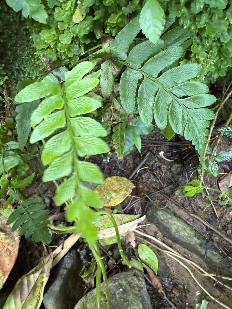 Singlelobe Twinsorus Fern photo 2