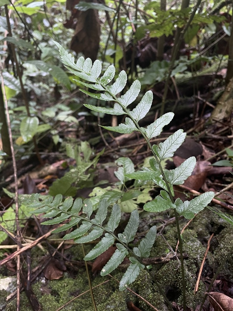 Singlelobe Twinsorus Fern photo 3