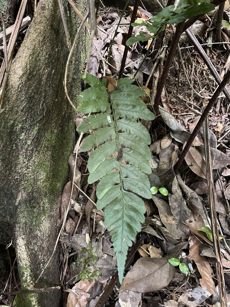 Singlelobe Twinsorus Fern photo 4