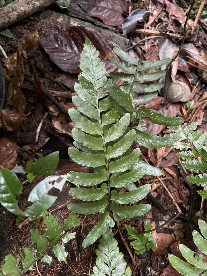 Singlelobe Twinsorus Fern photo 5