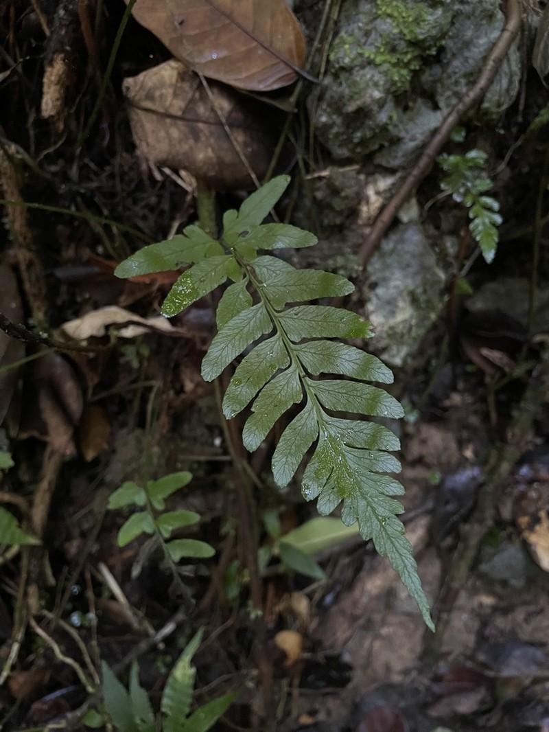 Singlelobe Twinsorus Fern photo 6