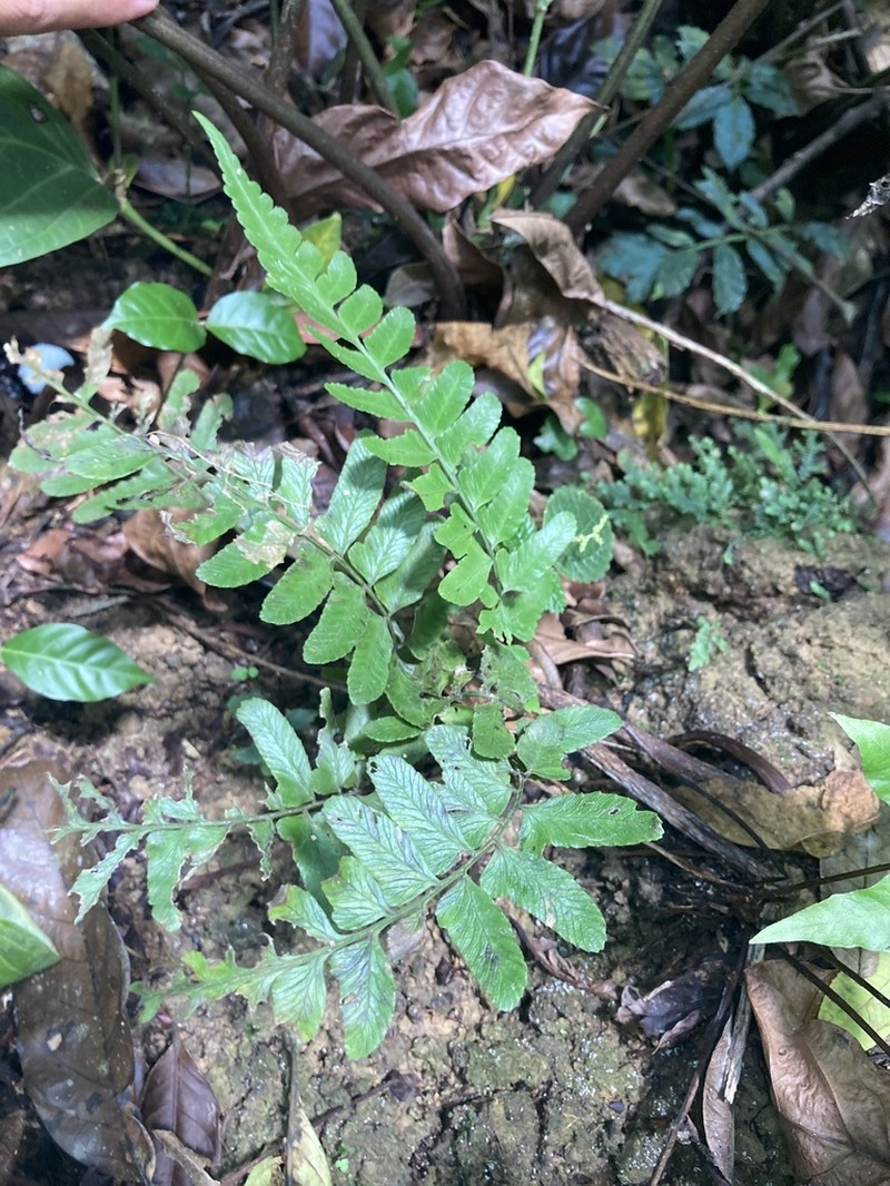 Singlelobe Twinsorus Fern photo 7