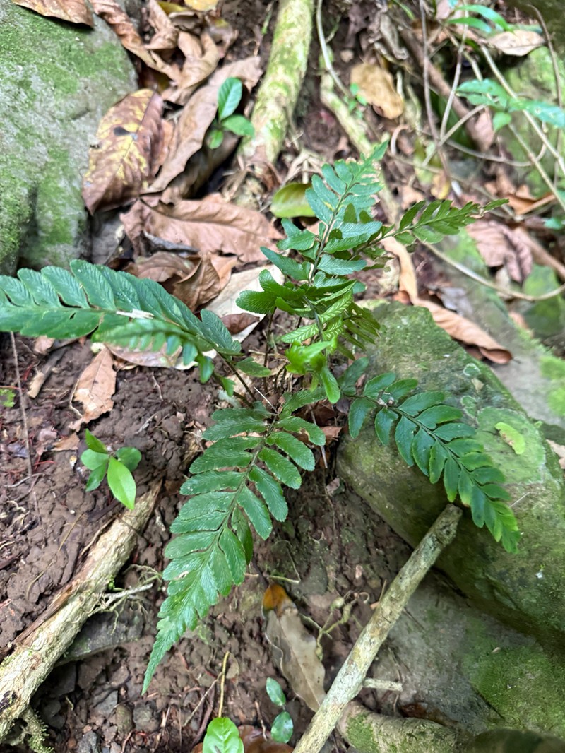 Singlelobe Twinsorus Fern photo 8