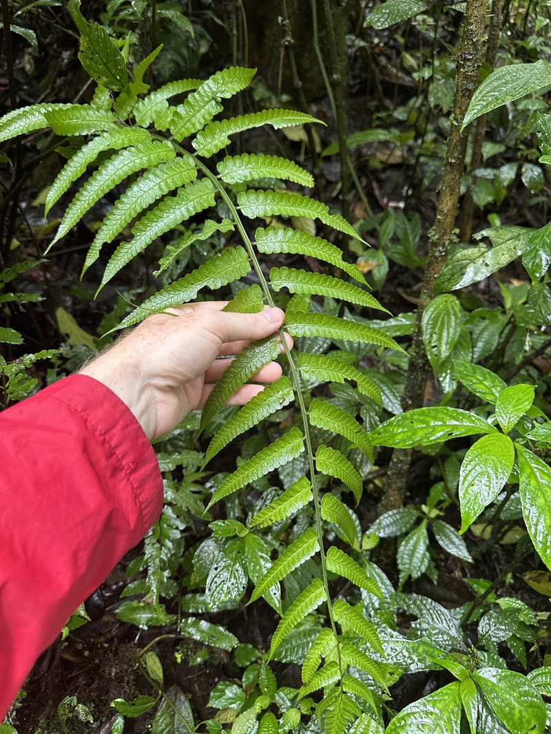 Diplazium urticifolium