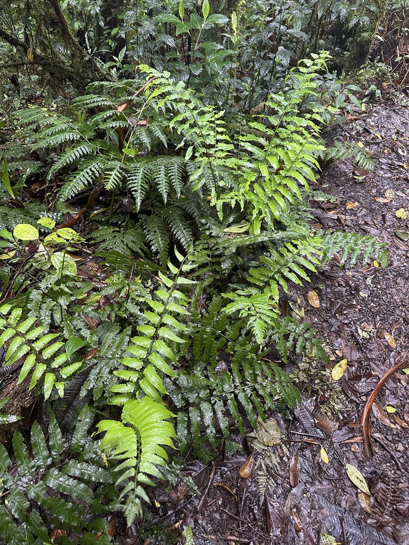 Diplazium urticifolium photo 2