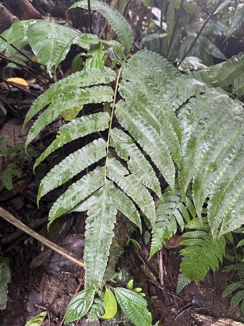 Diplazium urticifolium photo 3