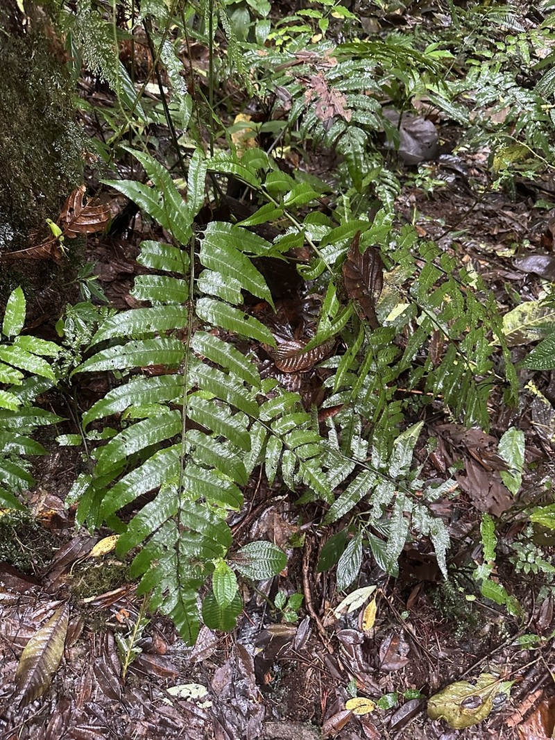 Diplazium urticifolium photo 4