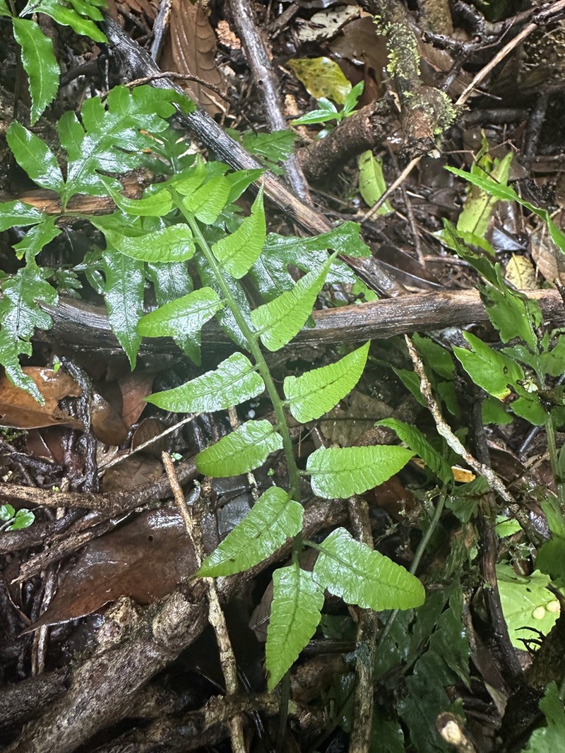Diplazium urticifolium photo 5