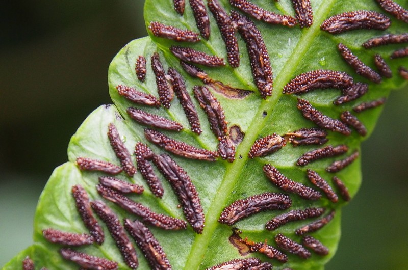 Diplazium urticifolium photo 6
