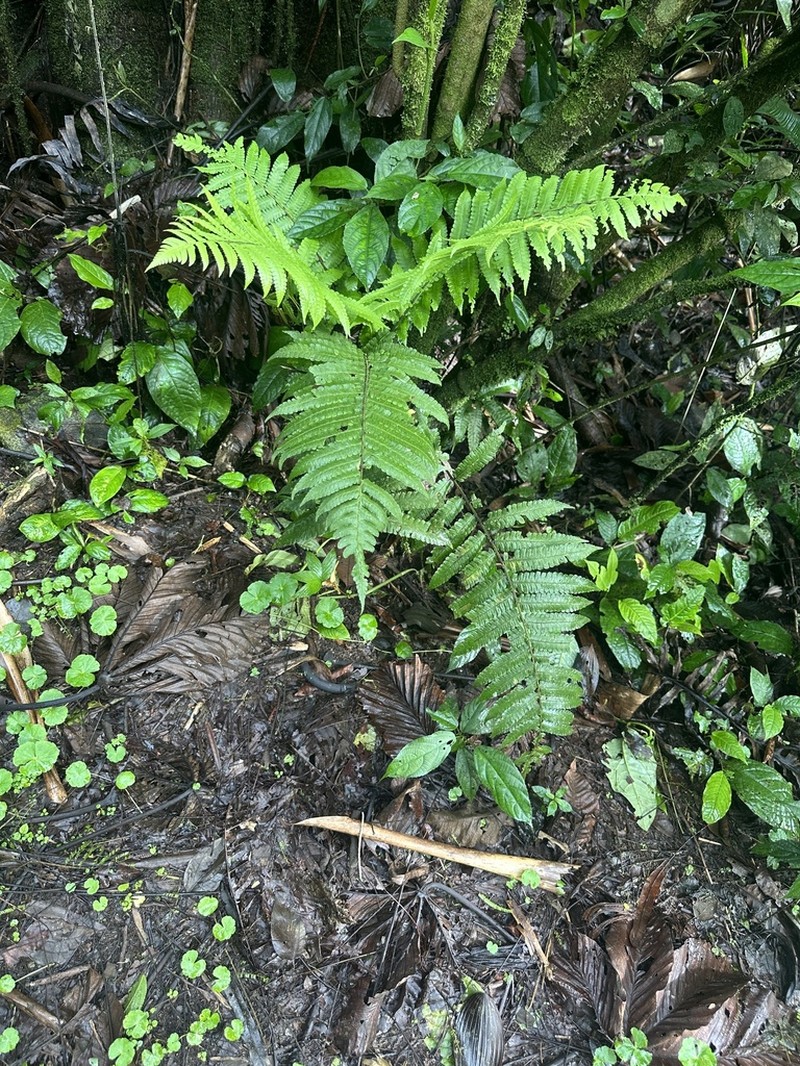 Diplazium urticifolium photo 7