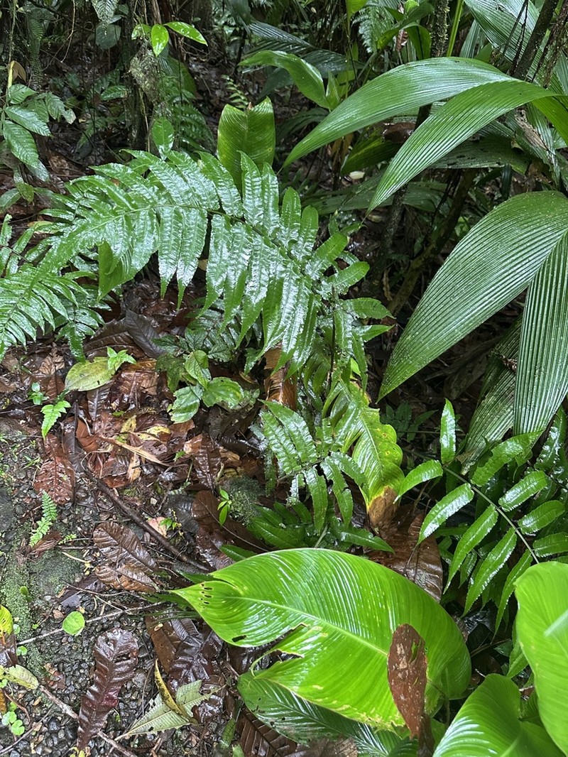 Diplazium urticifolium photo 8