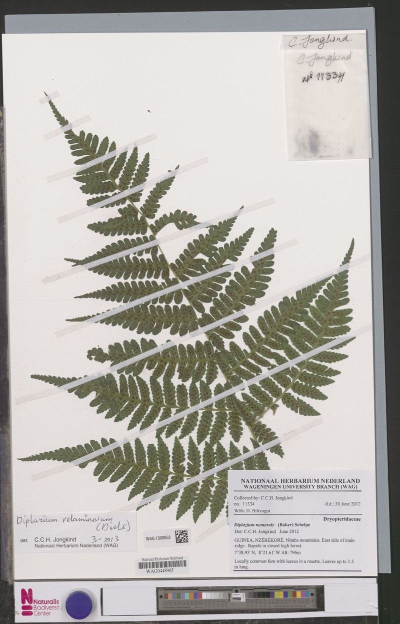 Diplazium velaminosum photo 2