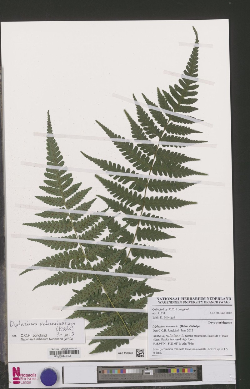 Diplazium velaminosum photo 3