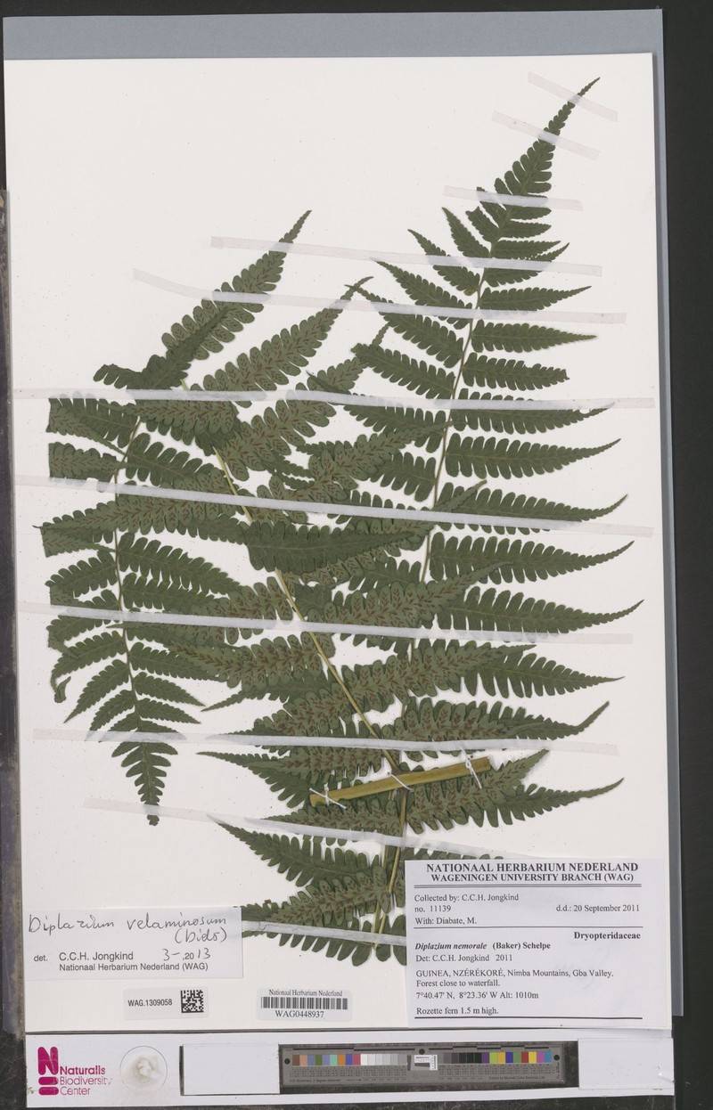Diplazium velaminosum photo 4