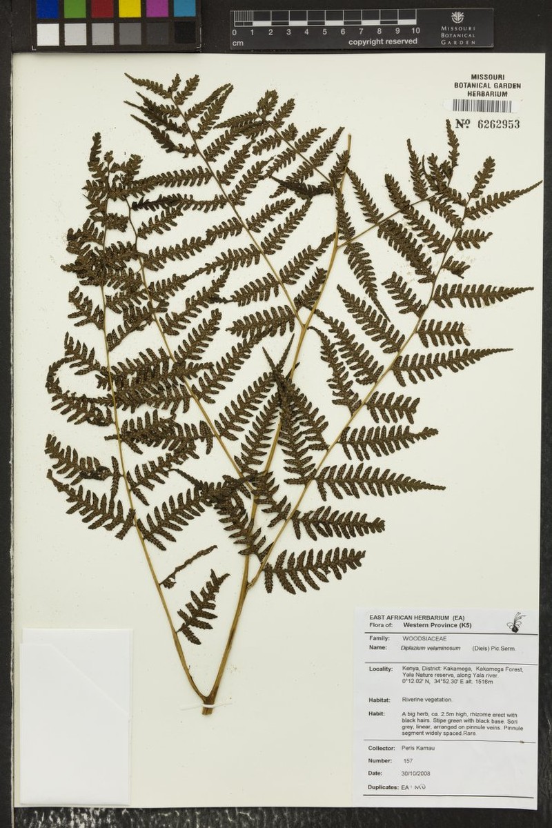 Diplazium velaminosum photo 5