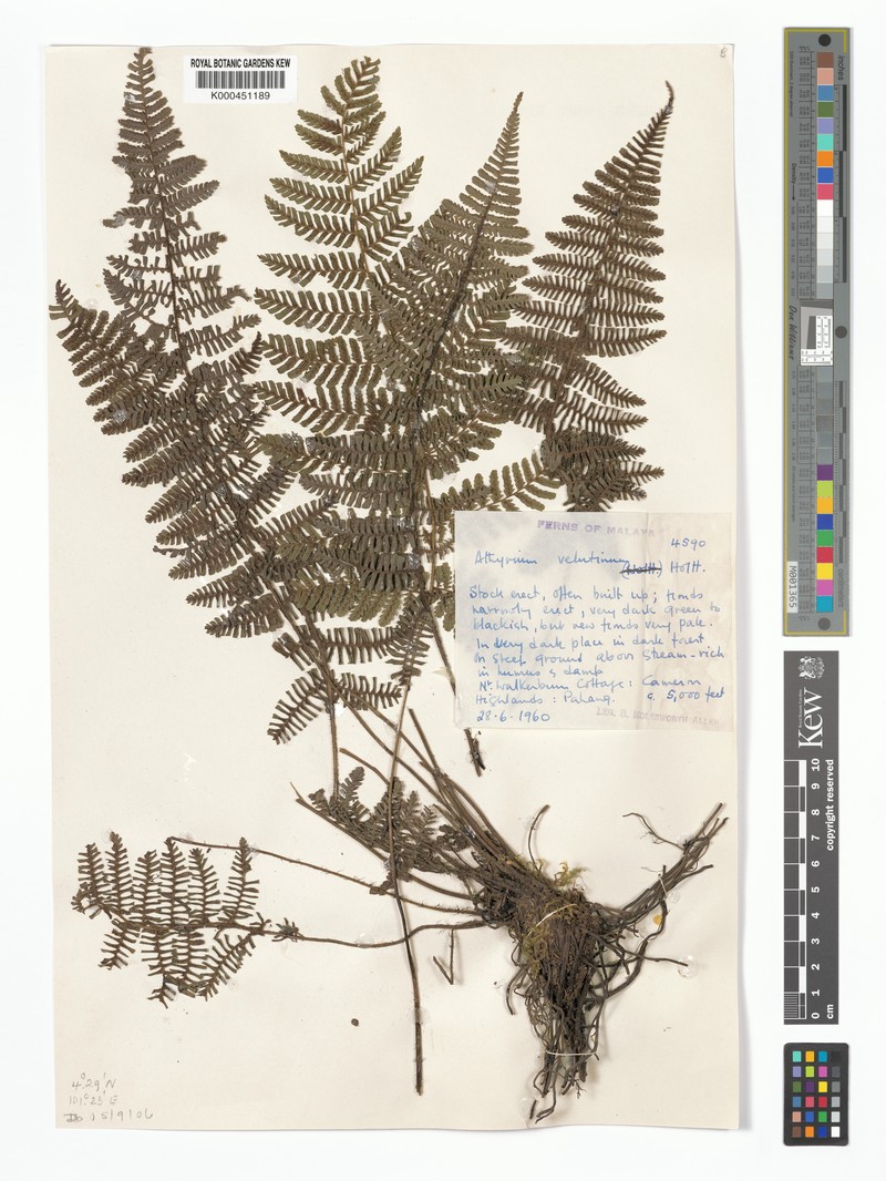 Diplazium velutinum
