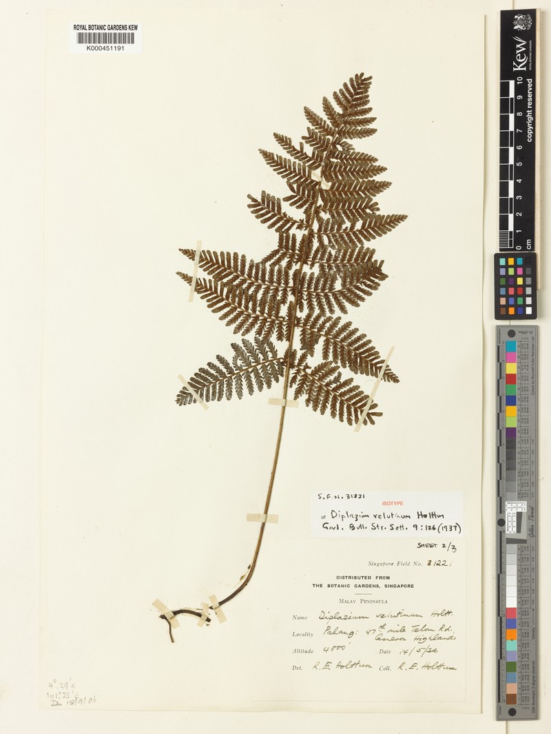 Diplazium velutinum photo 2