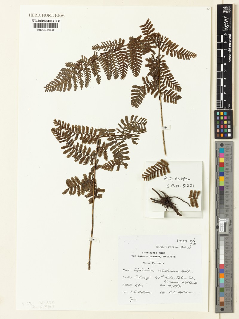 Diplazium velutinum photo 3