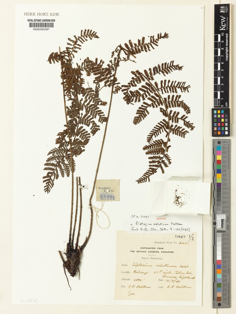 Diplazium velutinum photo 4