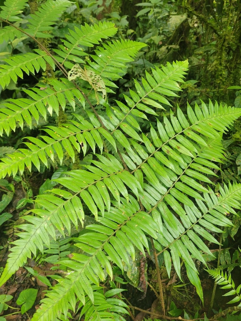 Diplazium venulosum