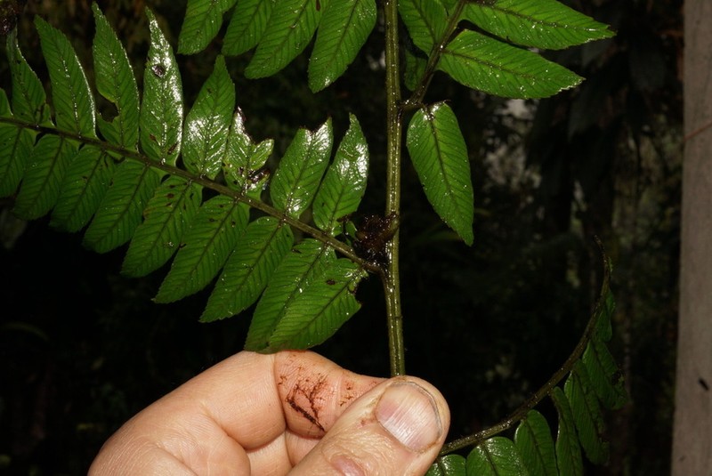 Diplazium venulosum photo 2