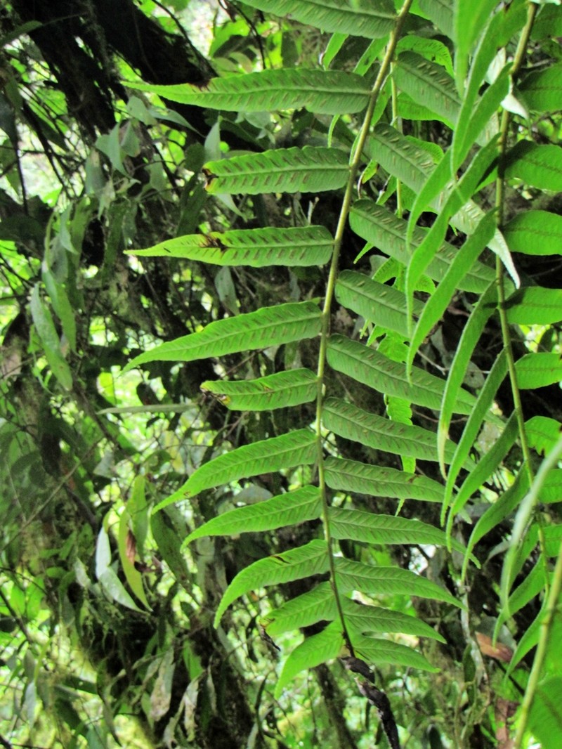 Diplazium venulosum photo 3