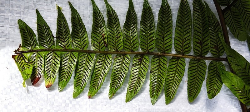 Diplazium venulosum photo 5