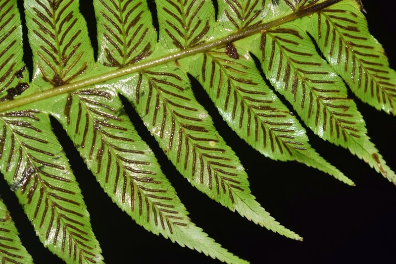 Diplazium venulosum photo 6