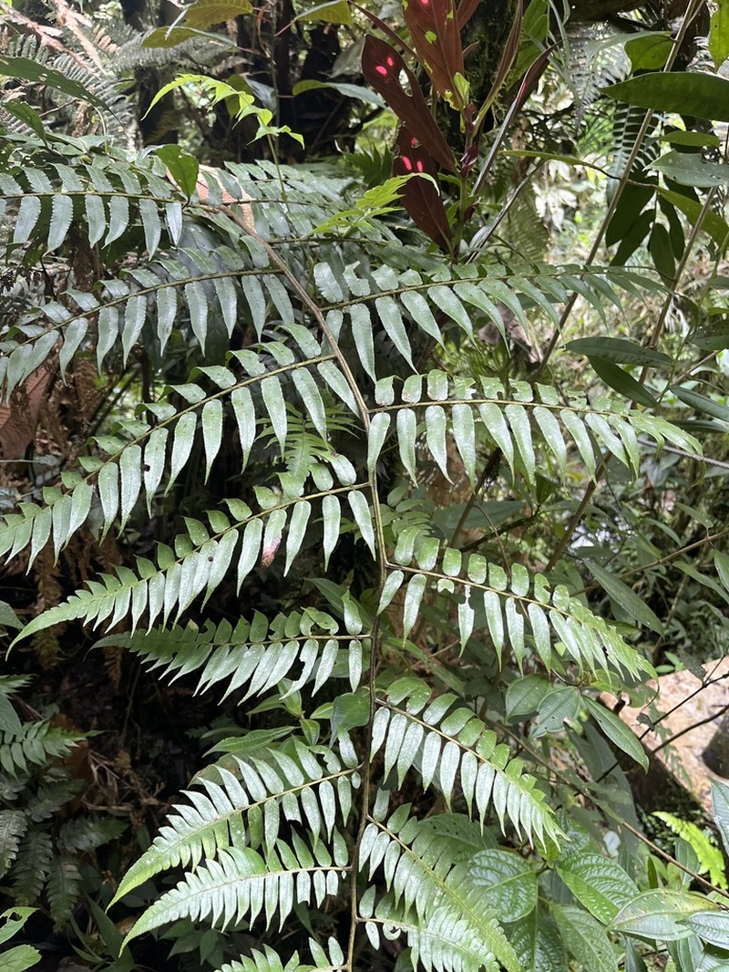 Diplazium venulosum photo 7